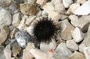 gal/cro 08/_thb_small-IMG_5119.JPG